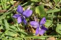 Flora: Common Dog Violet (Viola riviniana)